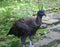 Baby Andean condor Vultur gryphus is a South American bird