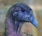 Baby Andean condor Vultur gryphus is a South American bird
