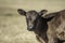 Baby Angus calf portrait with neg space