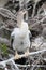 Baby Anhinga