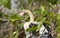 Baby Anhinga on its Nest