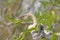 Baby Anhinga  in the Wilds