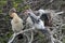 Baby Anhingas