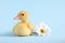 Baby animal. Cute fluffy duckling near flower on light blue background