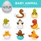 Baby animals hatch eggs cartoon pets hatching vector flat isolated icons