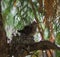 Baby anna`s hummingbird resting in its nest