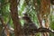 Baby anna`s hummingbird resting in its nest