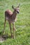 Baby antelope