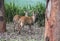 Baby antelope animal looking on green grass