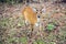 Baby antelope animal looking on green grass