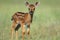 baby antelope standing on wobbly legs in the open plains