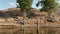 Baby antelopes is resting on sand hill. zoo on the lake, view from the boat