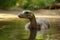 A baby Apatosaurus wading in a shallow pool its neck and tail forming graceful curves in the water.. AI generation