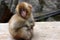 Baby ape . Red face japanese macaque or snow monkey