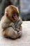 Baby ape . Red face japanese macaque or snow monkey