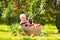 Baby in apple basket in autumn fruit orchard