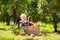 Baby in apple basket in autumn fruit orchard