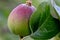 Baby Apples with Leaf Ripening in Tree 10