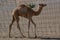 Baby Arabian camel Camelus dromedarius