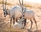 Baby arabian oryx with her family. Dubai, UAE.