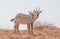 Baby arabian oryx with her family. Dubai, UAE.