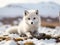Baby Arctic fox Vulpes lagopus in snow. Generated with AI