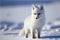 Baby Arctic fox Vulpes lagopus in snow habitat, winter landscape, Svalbard, Norway