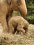 Baby Asian elephant playing with mother elephant