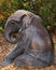 Baby Asian elephant sitting on the ground