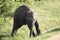 Baby Asian Elephant unsteady on feet