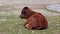 Baby Aurochs, Bos primigenius taurus, a domestic highland cattle