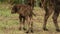 Baby aurochs, european bison