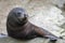 Baby Australasian fur seal (Arctocephalus forsteri)