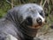 Baby Australasian fur seal (Arctocephalus forsteri)
