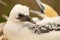 Baby Australasian Gannet