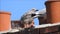 Baby babies bird birds seagulls seagull nesting nest roof rooftop chimneys family
