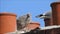 Baby babies bird birds seagulls seagull nesting nest roof rooftop chimneys family