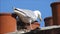 Baby babies bird birds seagulls seagull nesting nest roof rooftop chimneys family