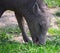 Baby Babirusa At Chester Zoo UK