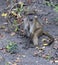 Baby Baboon, disambiguation, sitting on ground