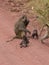 A baby baboon exploring its body