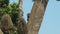 Baby baboon jumps to a tree trunk in masai mara