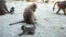 Baby baboon monkey eats an branch with mother at the zoo