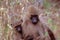 Baby baboon with mother, Lake Manyara National Park, Tanzania