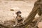 Baby baboon playing on a trunk, Kruger, South Africa