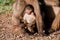 Baby baboon sitting against his mother