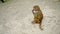 baby baboon walking