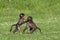 Baby baboons playing