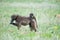 Baby on back of female baboon