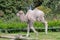 Baby Bactrian Camel